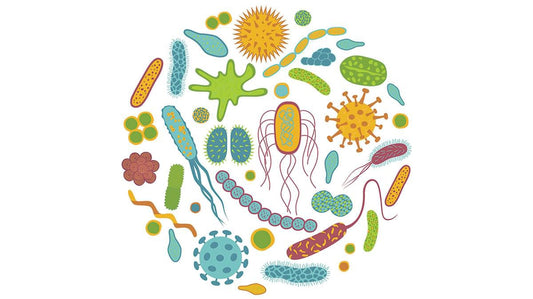 Probiotics for the skin?